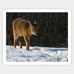 White-tailed Deer Sticker